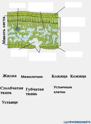 Фото листьев: скачать бесплатно в Full HD качестве