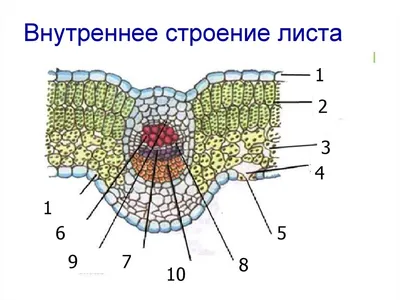 Новое изображение листа: скачать в формате PNG