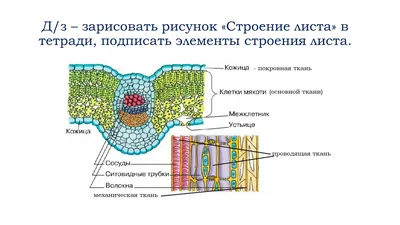 Картинки листьев: выберите размер и формат для скачивания (JPG, PNG, WebP)