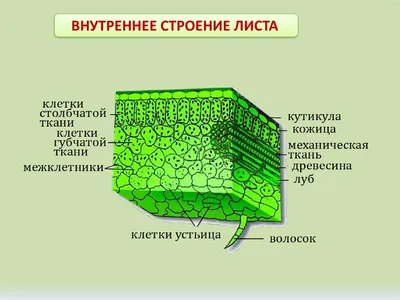 Фото листьев: скачать бесплатно в 4K качестве