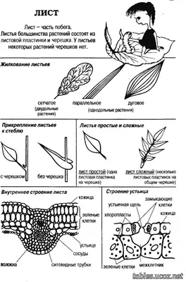 Картинки листьев: выберите размер и формат для скачивания (JPG, PNG, WebP)