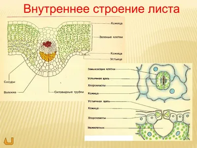 Внутреннее строение листа: полезная информация и фото