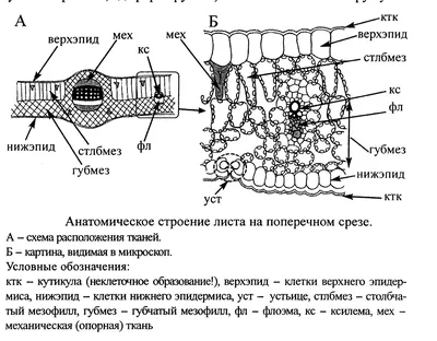 Фото листьев: скачать бесплатно в HD качестве