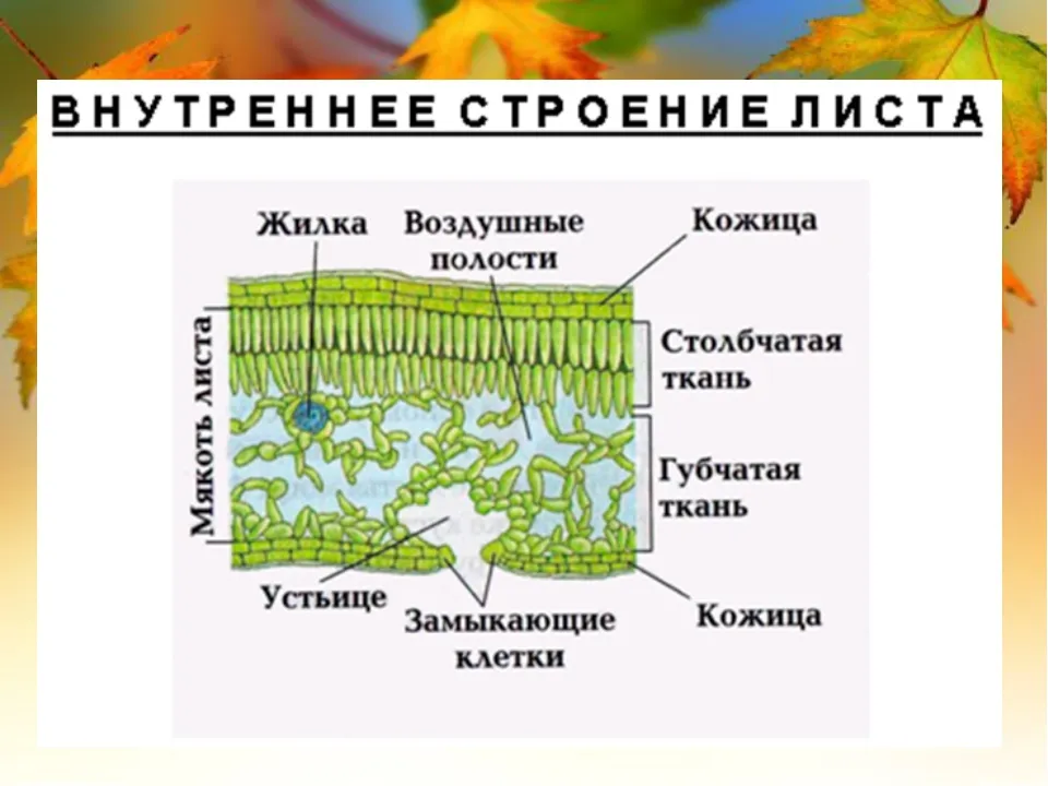 Строение Листа цветковых растений внешнее и внутреннее, жилкование листьев (Таблица, Схема)