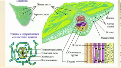 Новое изображение листа: скачать в формате PNG