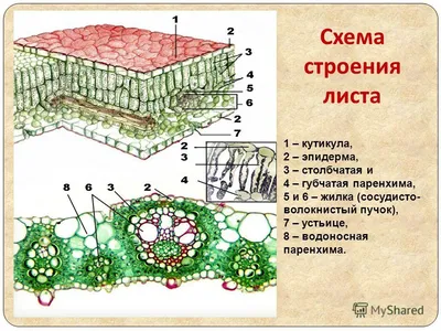 Фото листьев: скачать бесплатно в Full HD качестве