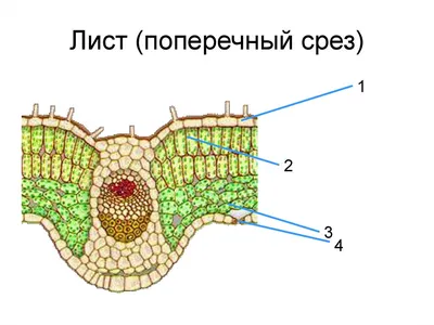 Изображение листа: скачать в формате JPG