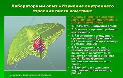 Внутреннее строение листа: полезная информация и фото