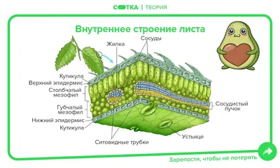 Внутреннее строение листа: полезная информация и изображения