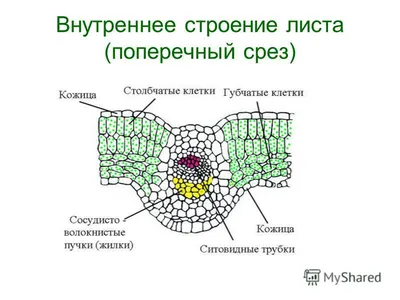 Фото листьев: скачать бесплатно в HD качестве