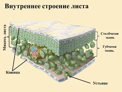 Внутреннее строение листа картинки: основные элементы