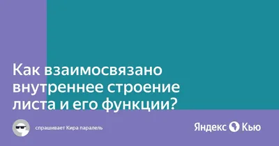 Загадочное внутреннее строение листа картинки