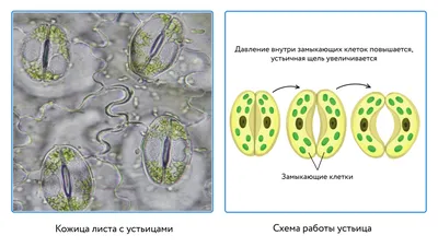 Внутреннее строение листа: уникальные особенности