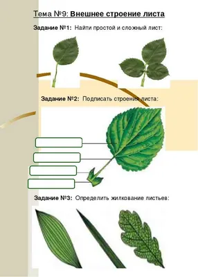 Заголовок, отражающий внутреннее строение листа картинки