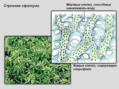 Внутреннее строение листа: фото и интересные факты