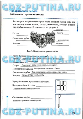 Внутреннее строение листа: фотография и описание