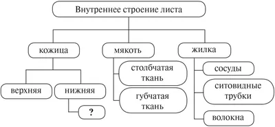 Фото, раскрывающее тайны внутреннего строения листа