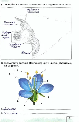 Заголовок с фото: внутреннее строение листа картинки