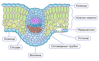 Внутреннее строение листа: полезная информация и изображения