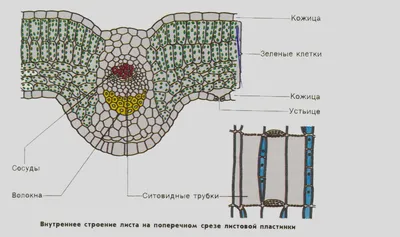 Фото с подробным описанием внутренней структуры листа картинки