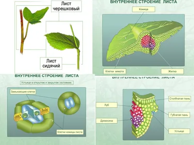 Удивительные детали внутреннего строения листа: фото и описание