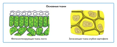 Фото с подробным описанием внутреннего строения листа картинки