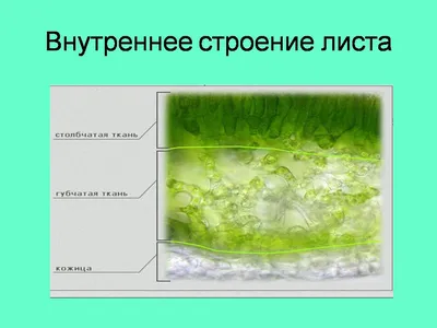 Фото, демонстрирующее внутреннюю анатомию листа картинки