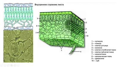 Фото листьев: скачать бесплатно в HD качестве