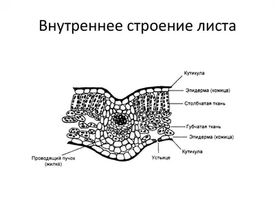 Фото, раскрывающее тайны внутреннего строения листа картинки