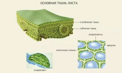 Внутреннее строение листа: фотография и интересные факты