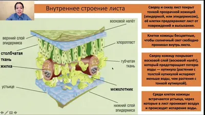 Фото с подробным описанием внутреннего строения листа картинки