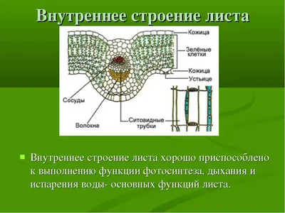 Лист в 4K разрешении