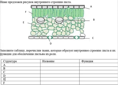 Изображение листа: скачать в формате JPG