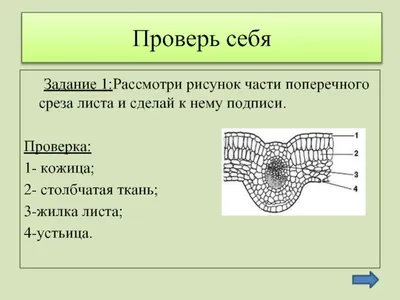 Лист в формате webp