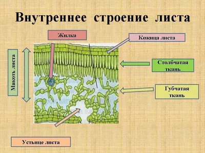 Картинки листьев: выберите размер и формат для скачивания (JPG, PNG, WebP)