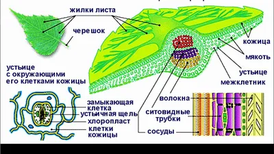 Фотография листа для арт-проекта