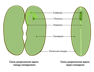 Лист в естественной обстановке