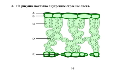 Внутреннее строение листа: полезная информация и фото