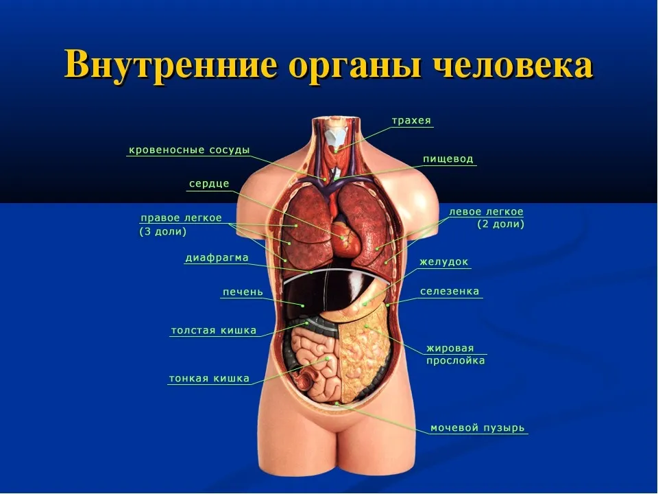 Картинки внутренних органов (49 фото)