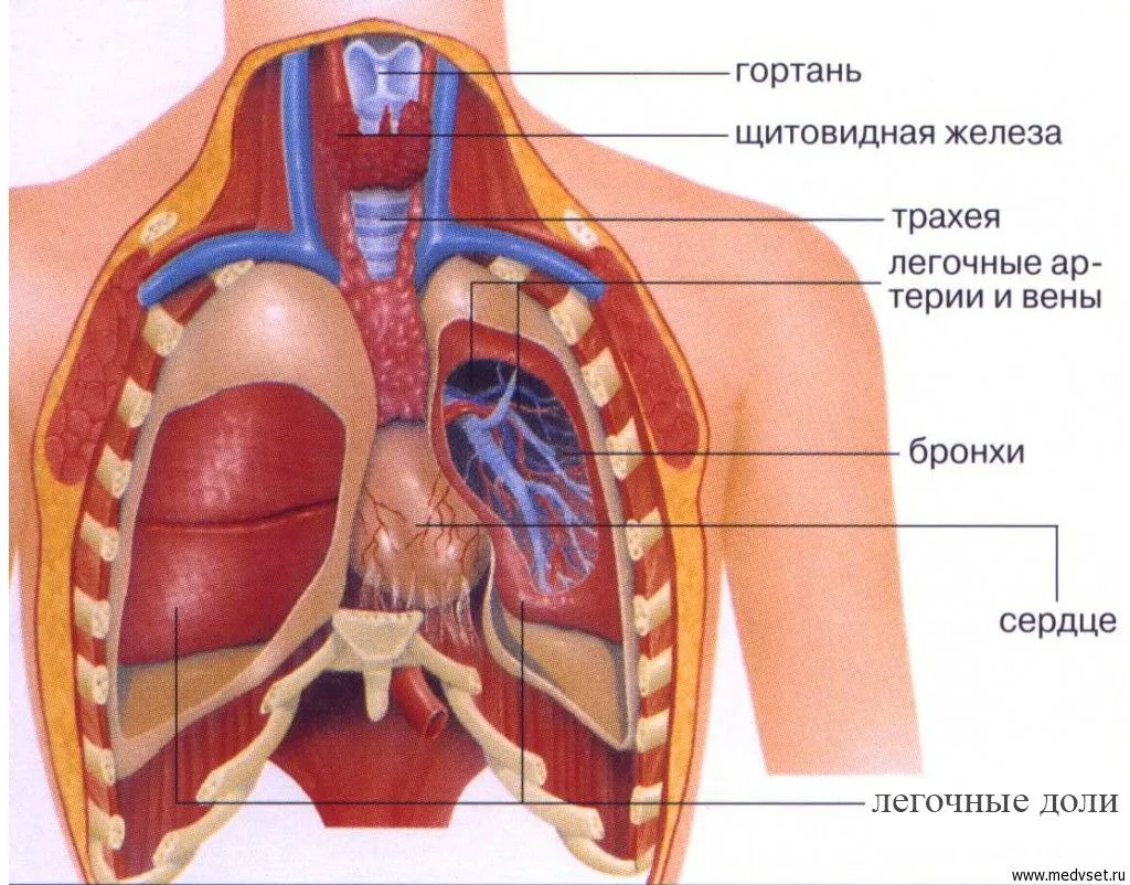 Учим части тела на английском с ребенком