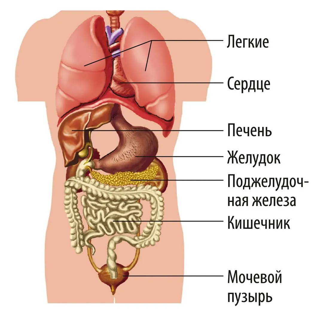 Изображения по запросу Схема органов человека