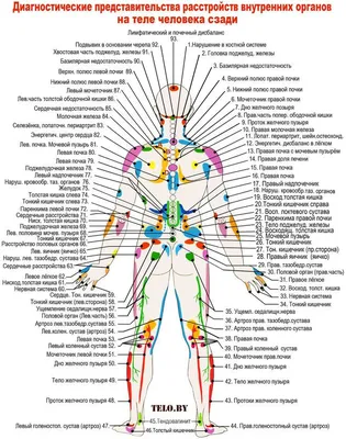 Внутренние органы человека  со спины  фото