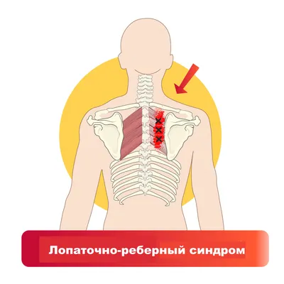 Фото внутренних систем человека: Спина