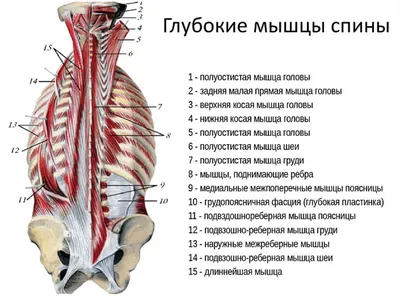 Внутренние системы человека: Спина на фото