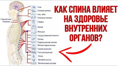 Внутренние органы человека на заднем фоне