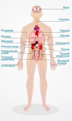Внутренние органы человека  фото