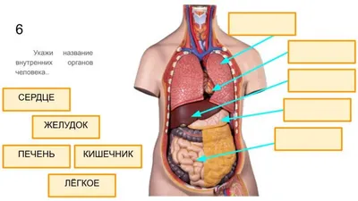 Фотка внутренних органов: выберите формат и размер изображения