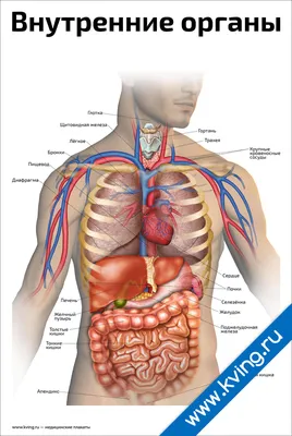 Погружение в анатомию: изображения человеческих органов