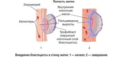 Зарождение Жизни: Фотографии Внутриутробного Этапа в JPG