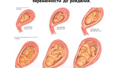 Маленький Мир: Уникальные Картинки Внутриутробного Развития